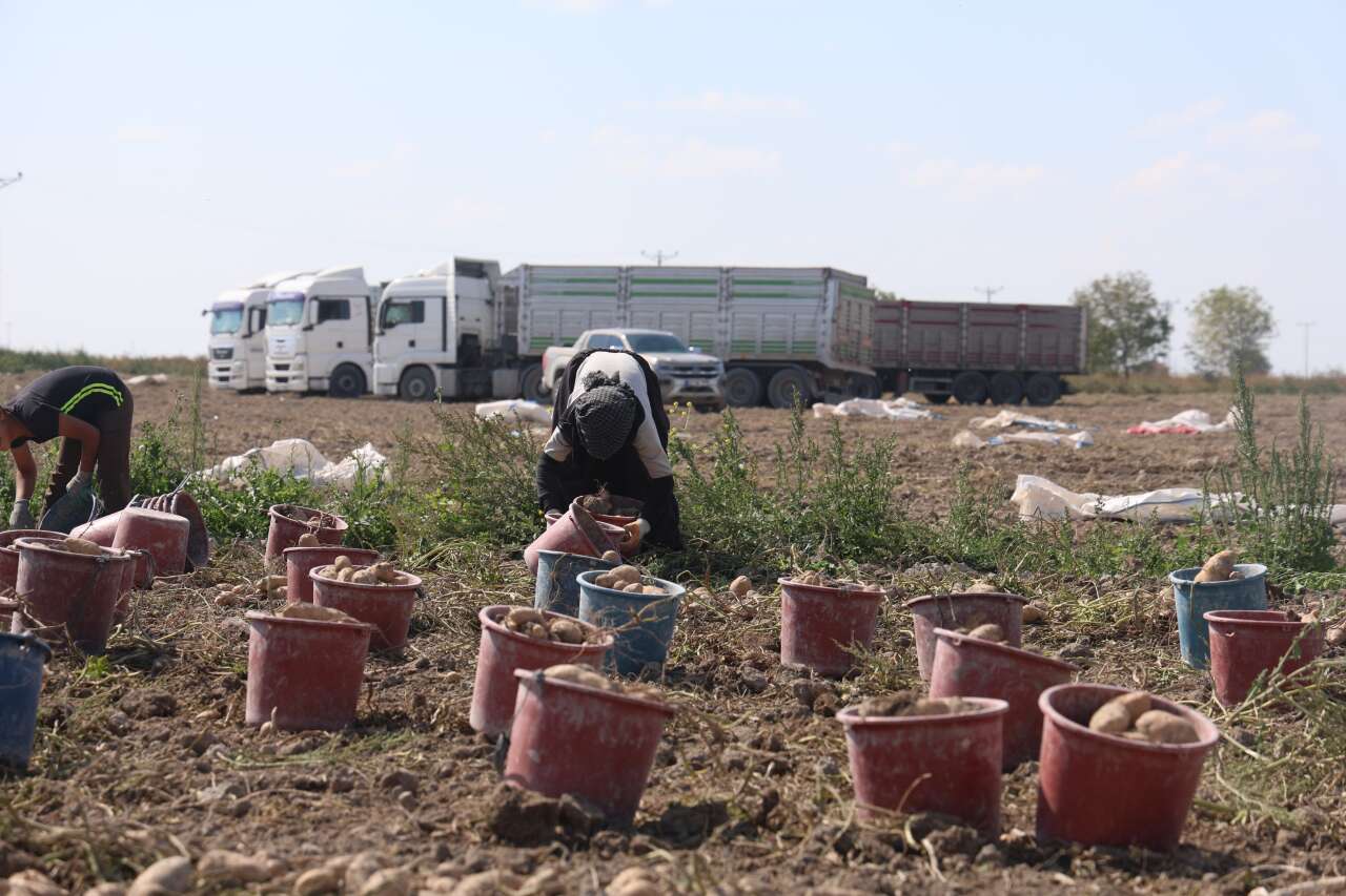 Konya’da 25 bin ton üretimle ithalata meydan okuyor 8